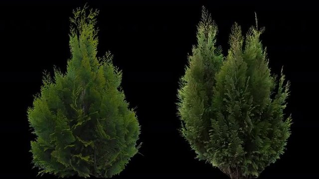 High quality 10bit footage of coniferous plants on the medium wind with Alpha Channel. Made from RAW footage.