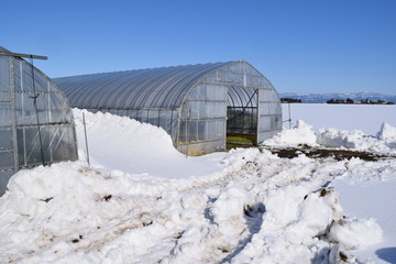 雪の中の農業用ビニールハウス／山形県の庄内地方で、雪の中の農業用ビニールハウスを撮影した写真です。