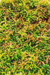 fresh green leaves in the garden