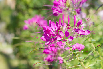 Spider flower(Cleome hassleriana) in the garden