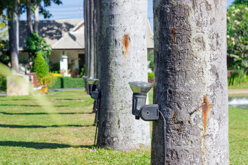 tree lamp at public park