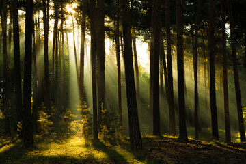 Fototapeta premium Sonnenstrahlen im Wald, Harz in Deutschland