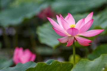 Obraz premium 蓮の花