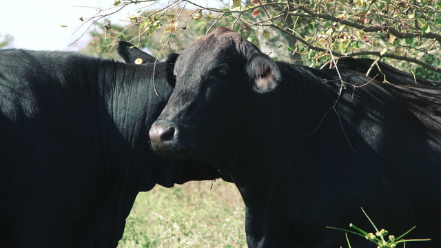 Two Brangus cows standing face to face under low hanging branches of a small tree.