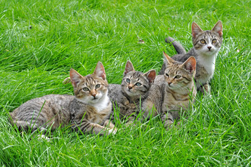 funny kittens lying on green grass