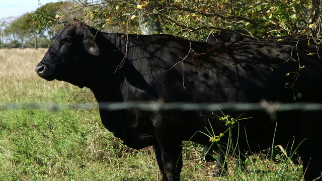 closeup of Brangus cow standing in pasture