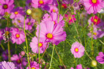 sulphureus in the middle of the park.
