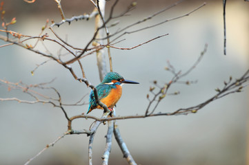 止まり木のカワセミ