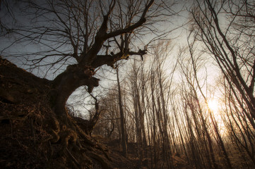 old tree at sunset