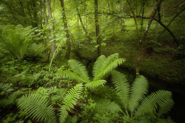 green wilderness landscape with lush vegetation