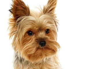 Portrait of little Yorkie puppy dog, right you can write some text