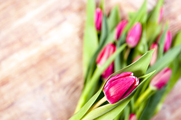Tulpen