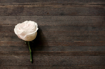 White Rose on Wooden table