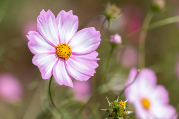 Obraz premium コスモス