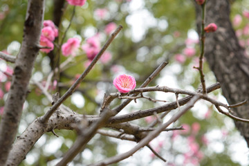 梅の花