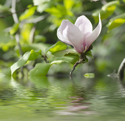 Blossoming of magnolia flowers in spring time, floral background with water reflection