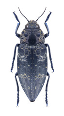 Beetle metallic wood borer Chalcophorella bagdadensis