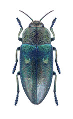 Beetle metallic wood borer Chalcophorella stigmatica