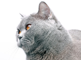 британская кошка
