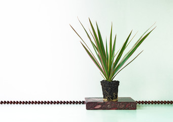 Still life of  Yucca plant and marble beards.