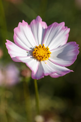 コスモスの花