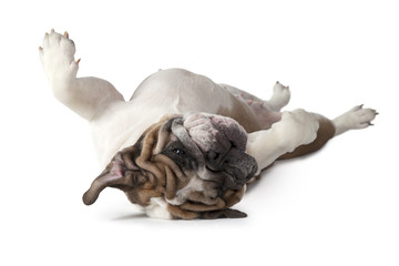 English Bulldog lying on his back