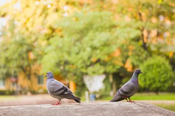 Couple of pigeons in the park.