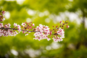 Beautiful pink cherry blossom (sakura)
