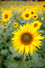 Fototapeta premium ヒマワリの花