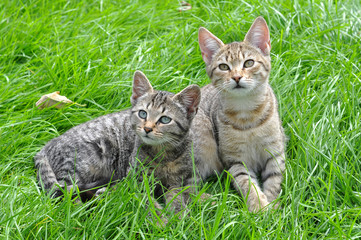 Two funny kittens sitting in the grass, spring