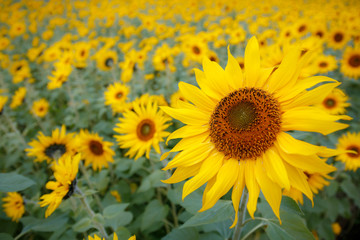 Obraz premium ヒマワリの花