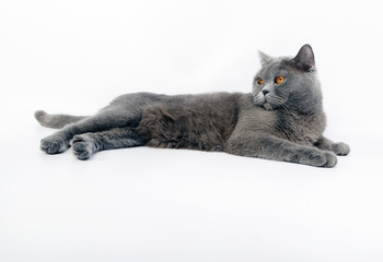 британская кошка