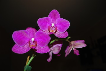Violet philaenopsis flowers.