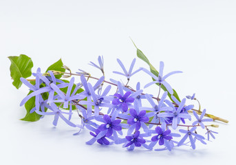 Violets flower in soft focus, isolated on white background