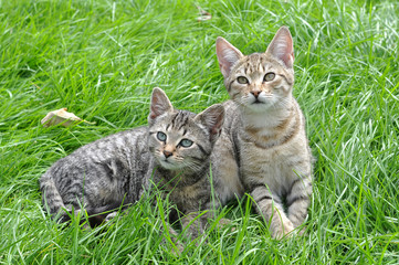 Naklejka na ściany i meble Two funny kittens sitting in the grass, spring