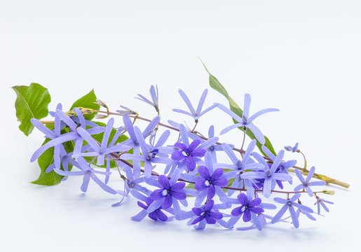 Fototapeta Violets flower in soft focus, isolated on white background