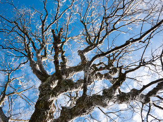Frozen tree over blue sky