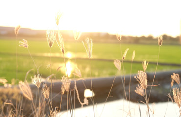 a flower with bokeh blurred background of rice field