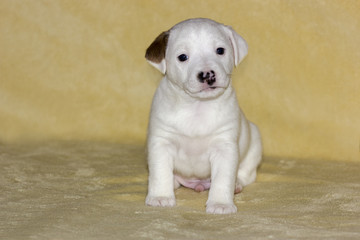 Puppy of jack russell terrier