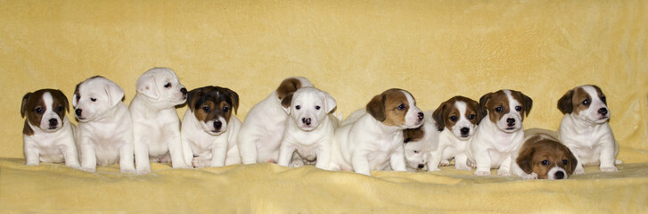 Puppies of jack russell terrier