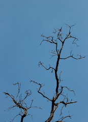 Fototapeta na wymiar dry tree with blue sky