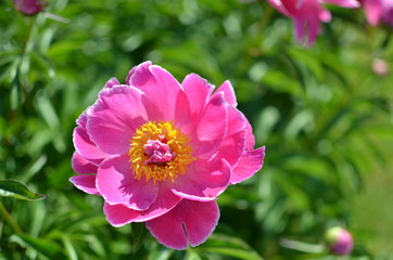 Beautiful peony flowers in the garden