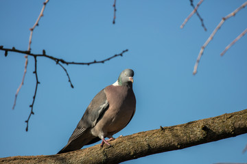 tauben