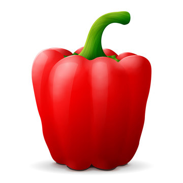 Red bell pepper with tail close up. Capsicum fruit isolated on white background. Qualitative vector illustration for agriculture, food service, cooking, gastronomy, olericulture, etc
