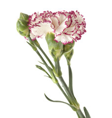 white carnation with dark red edges