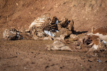 Dead cow on the ground