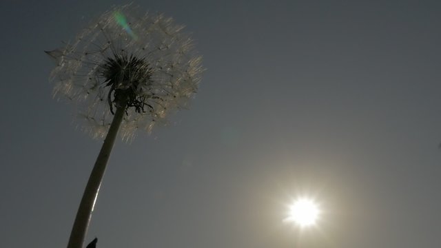 Dandelion bud in front of sunset scene FullHD 1920X1080 footage - Blowball before sunset slow motion on wind HD 1080p video