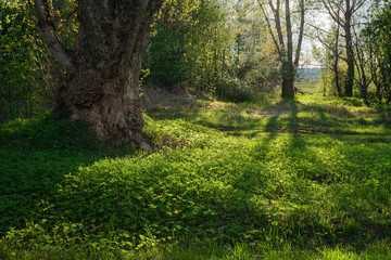 Fototapeta premium forest (tree)