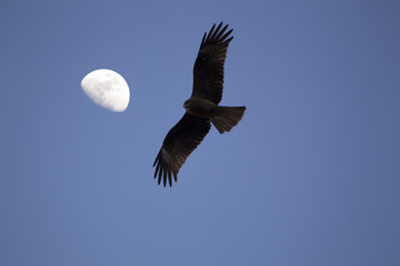 鳥と月