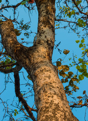 tree, bottom up view of tall tree with gnarled branches and smal